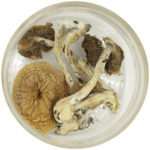 African Cubensis (Panaeolus africanus) | Magic Mushroom Toronto Canada