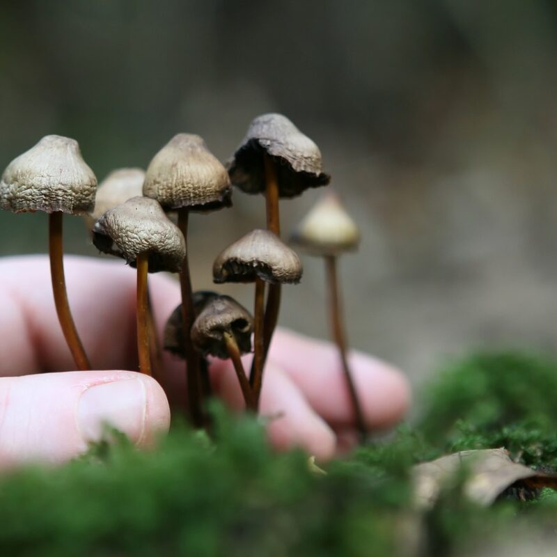 Guide to Magic Mushrooms | Magic Mushroom Toronto Canada