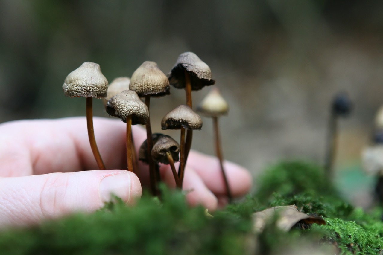 The Mycelium Network in Magic Mushroom Cultivation