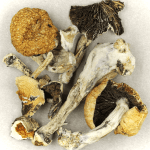 Thai Elephant | Magic Mushroom Toronto Canada