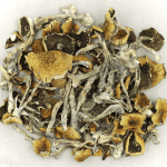Daddy Long Legs | Magic Mushroom Toronto Canada