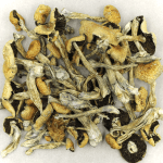 Puerto Rican | Magic Mushroom Toronto Canada