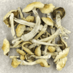 Blue Magnolia Rust | Magic Mushroom Toronto Canada