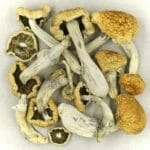 Vietnamese | Magic Mushroom Toronto Canada