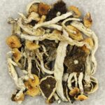 Cuban | Magic Mushroom Toronto Canada