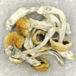 Chitwan Nepal | Magic Mushroom Toronto Canada