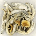 Treasure Coast | Magic Mushroom Toronto Canada