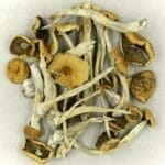 Mexicana | Magic Mushroom Toronto Canada