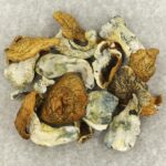 King Kong | Magic Mushroom Toronto Canada