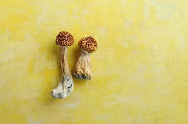 9 Essential Facts to Learn Before Attempting Lemon Tek