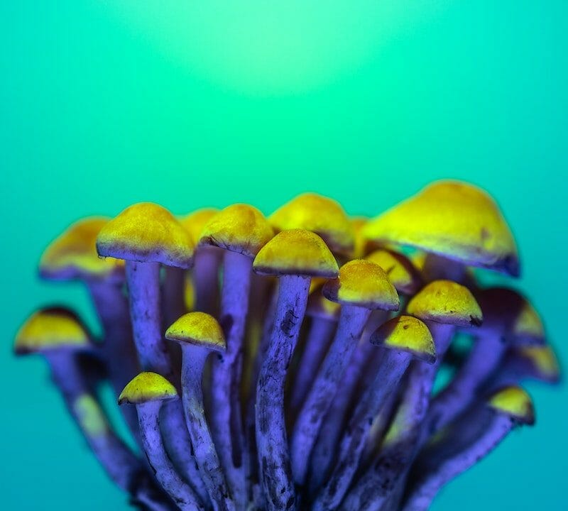 LSD Edibles | Magic Mushroom Toronto Canada