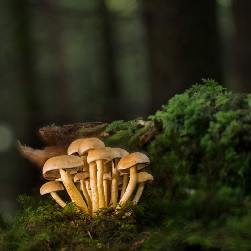 Strongest Mushroom Strains | Magic Mushroom Toronto Canada