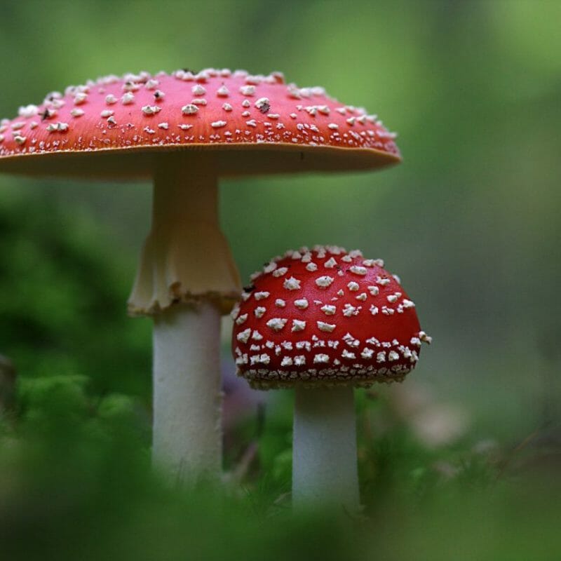 Magic Mushrooms Canada | Magic Mushroom Toronto Canada