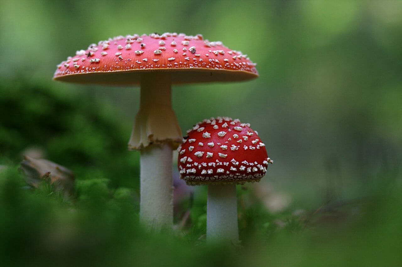 The Emergence of Magic Mushrooms in Canada: A Guide to the Best Varieties to Sample