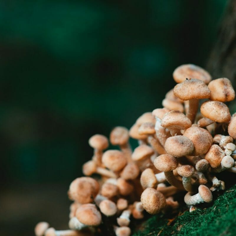 Mushroom Dispensary - Zoomies | Magic Mushroom Toronto Canada