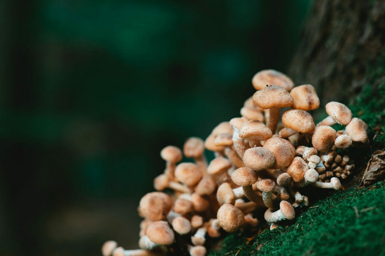 Offerings of Mushroom Dispensary for Depression Treatment
