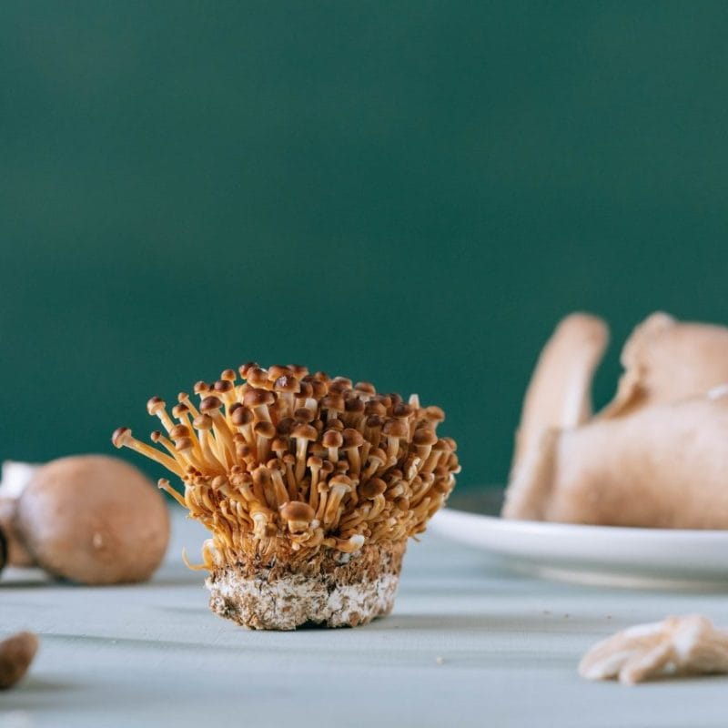 Buy Magic Mushroom | Magic Mushroom Toronto Canada