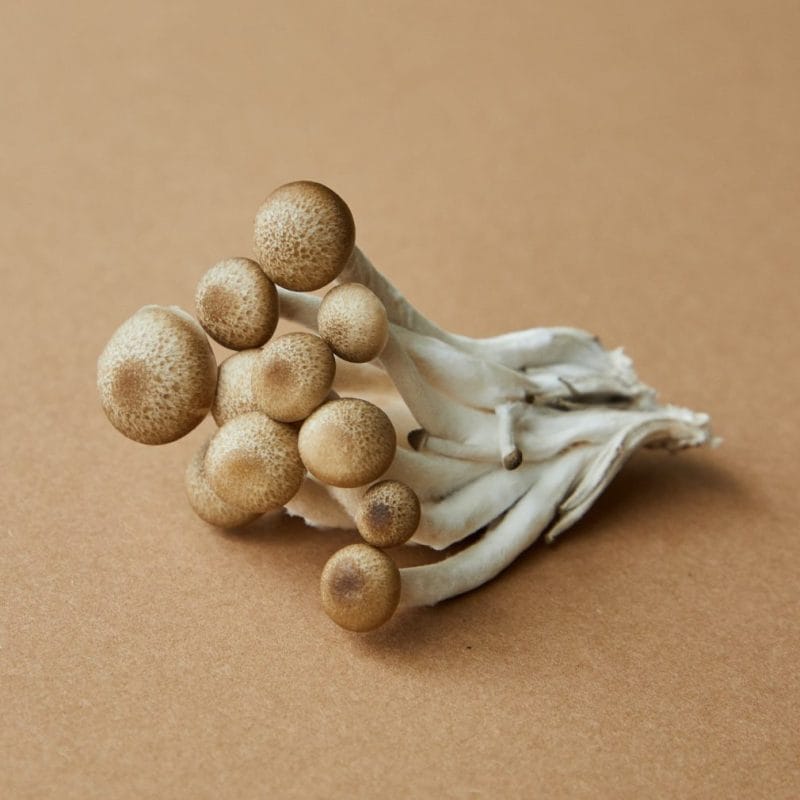 strongest mushroom strain | Magic Mushroom Toronto Canada