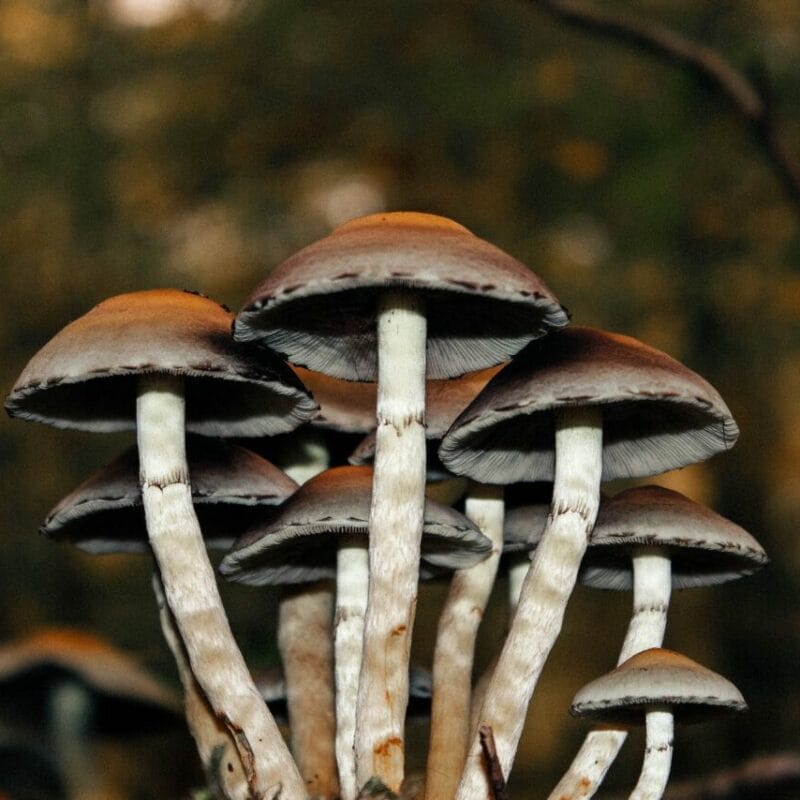 Microdose Mushrooms | Magic Mushroom Toronto Canada