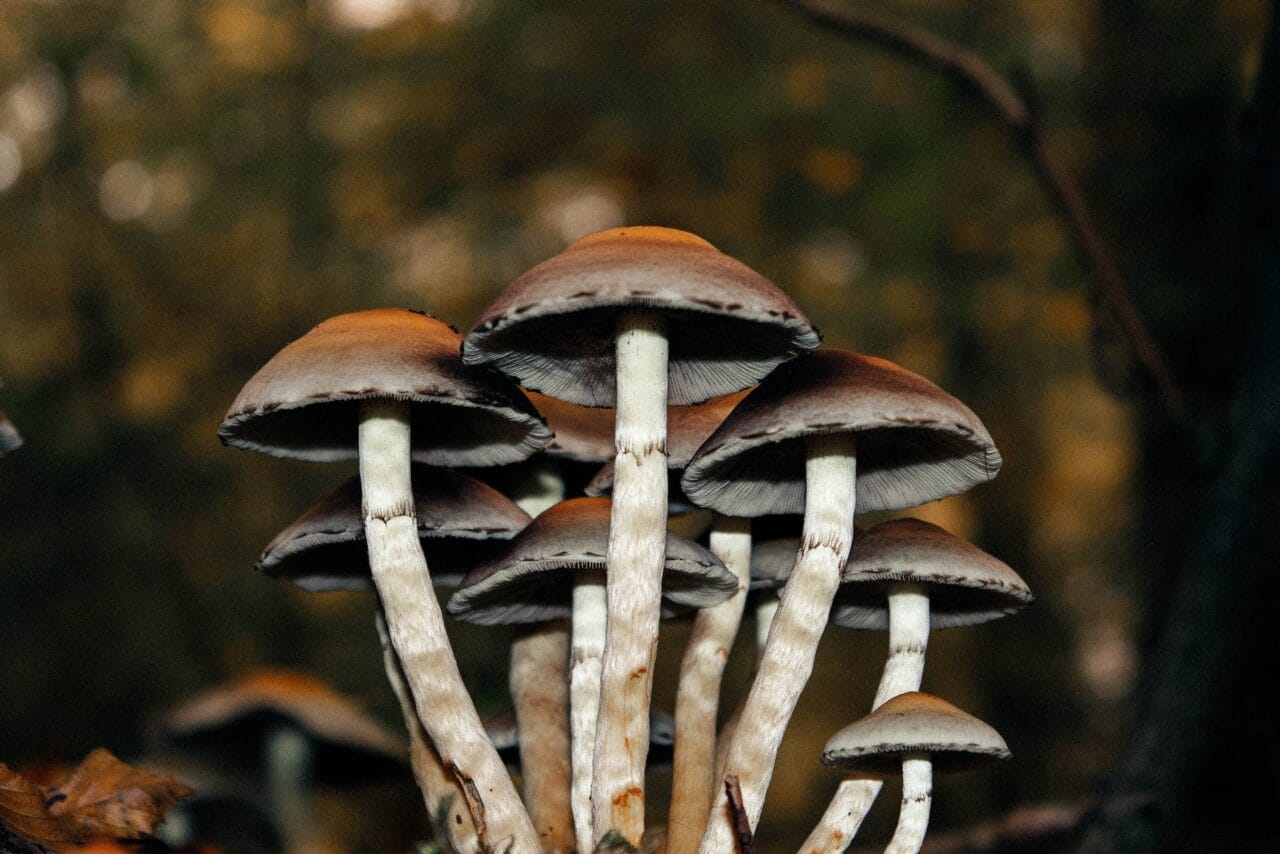 A Collection of Cases: The Effect of Microdosed Mushrooms on Chronic Pain Alleviation