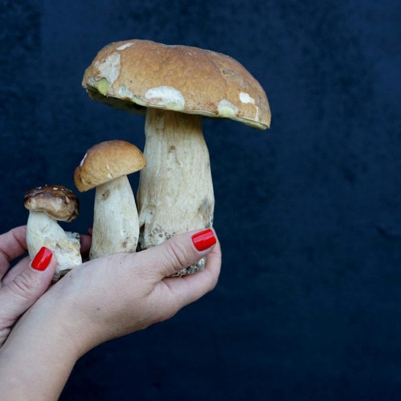 Shrooms Online | Magic Mushroom Toronto Canada