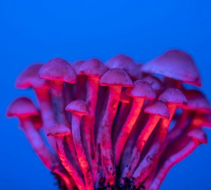 Shrooms Delivery in Canada | Magic Mushroom Toronto Canada