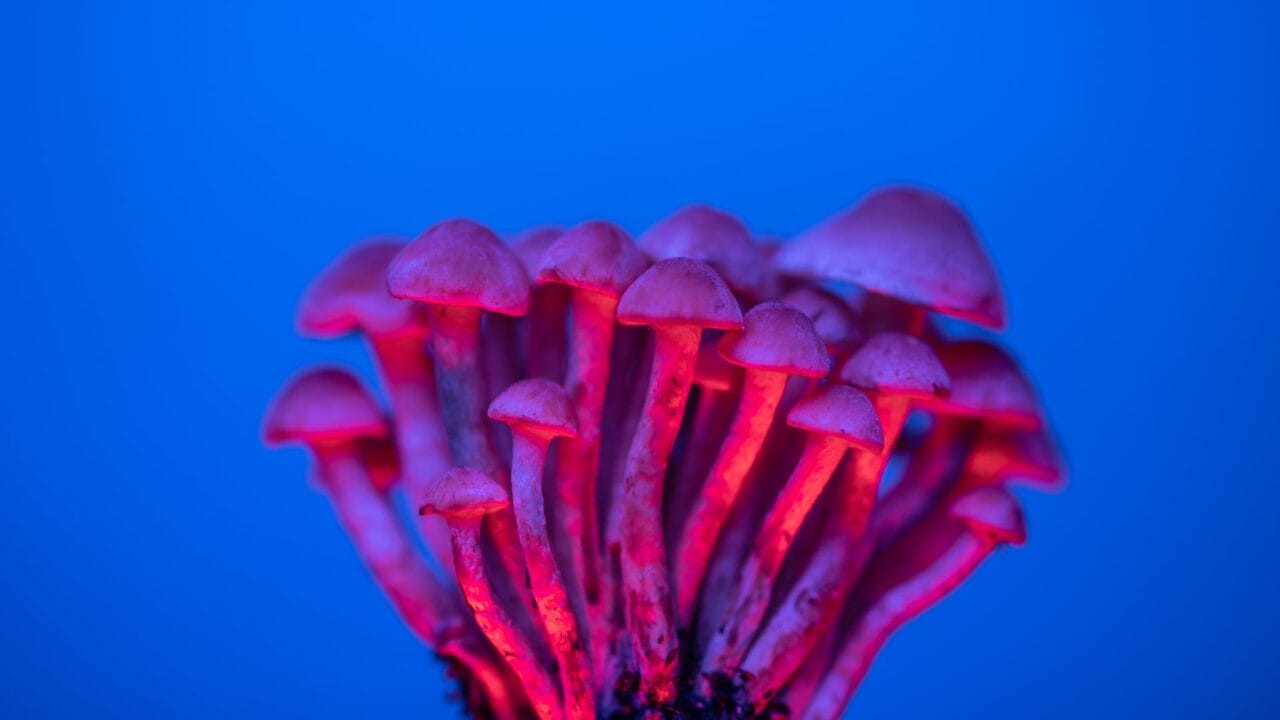 Delivery of Shrooms for Boosting Cognitive Performance: A Study on the Advantages of Nootropics