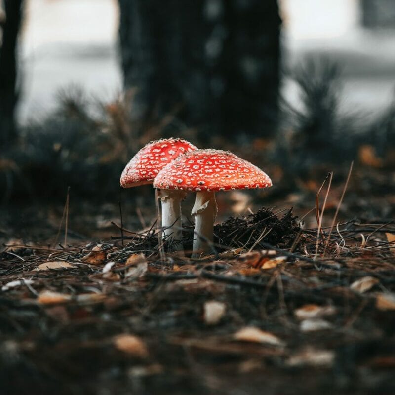 Shroom online delivery at Zoomies Canada | Magic Mushroom Toronto Canada