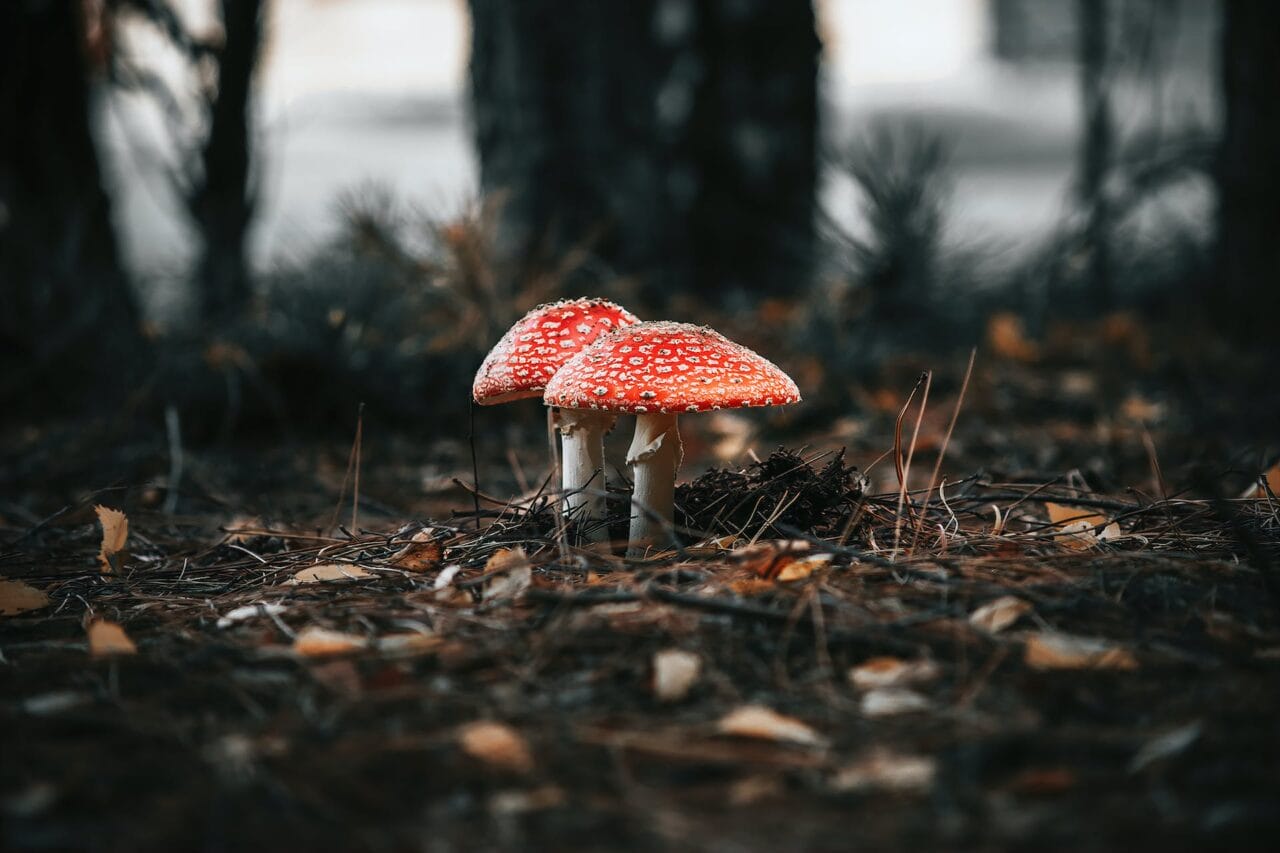 The Revolution of Psilocybin: Manufacturing, Scientific Investigation, and Prospective Direction