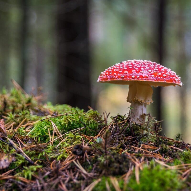 Shrooms Online in Canada | Magic Mushroom Toronto Canada