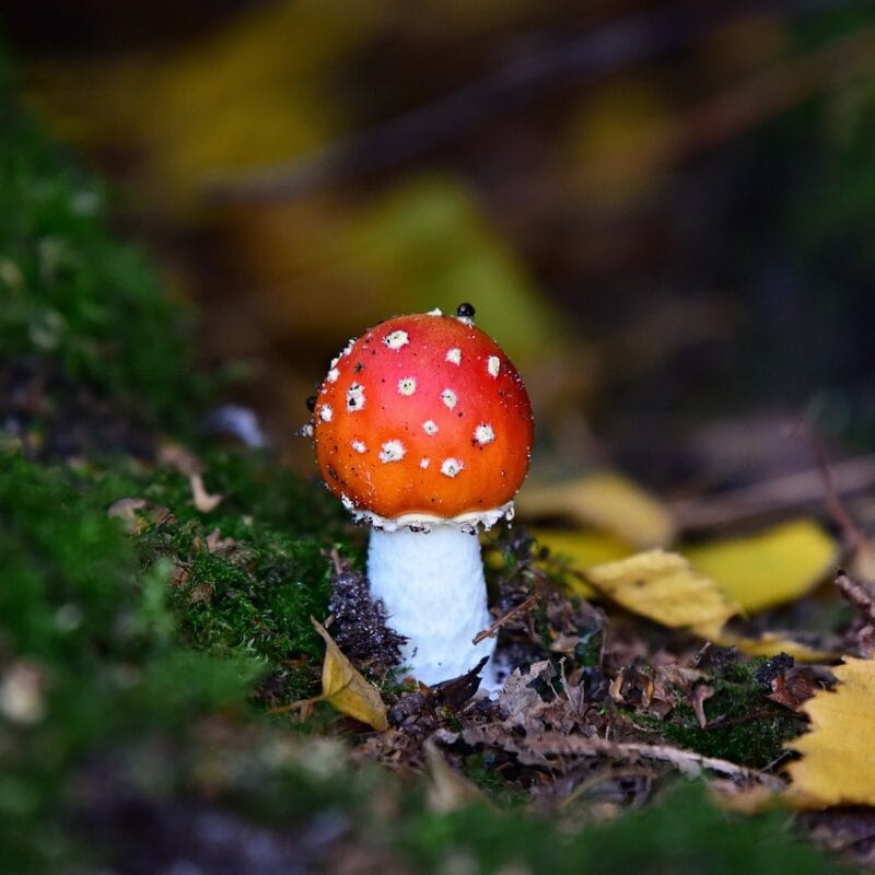 buy LSD online in Canada | Magic Mushroom Toronto Canada