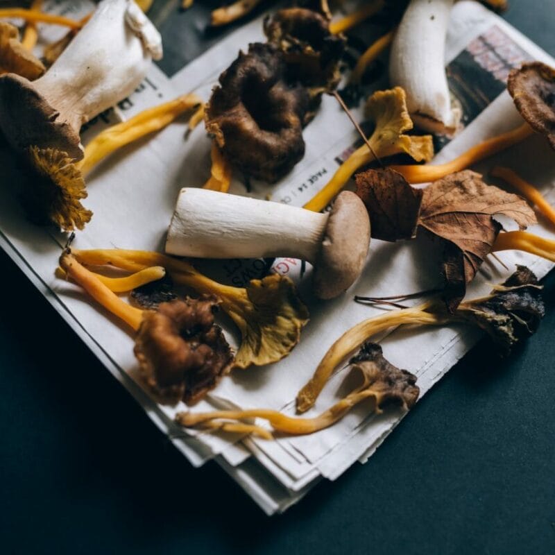 Mushroom chocolate at Zoomies Canada | Magic Mushroom Toronto Canada
