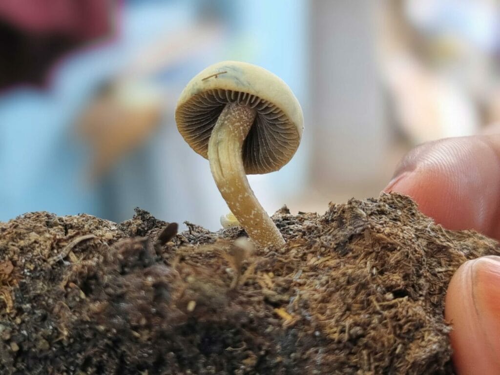 Athletes Resort to Psychedelics for Healing After Serious Injuries Magic Mushroom Dispensary
