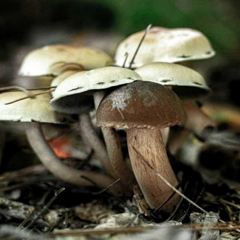 psilocybin mushroom | Magic Mushroom Toronto Canada