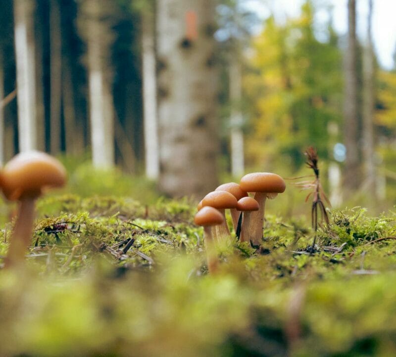 Magic Mushroom Dispensary | Magic Mushroom Toronto Canada