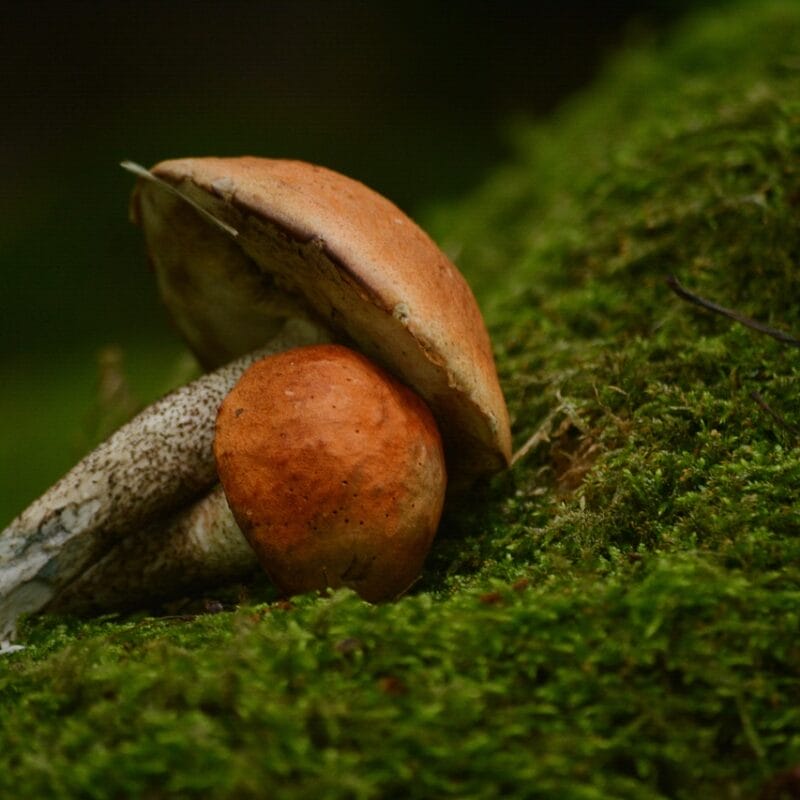 Mushroom Dispensary Vancouver | Magic Mushroom Toronto Canada