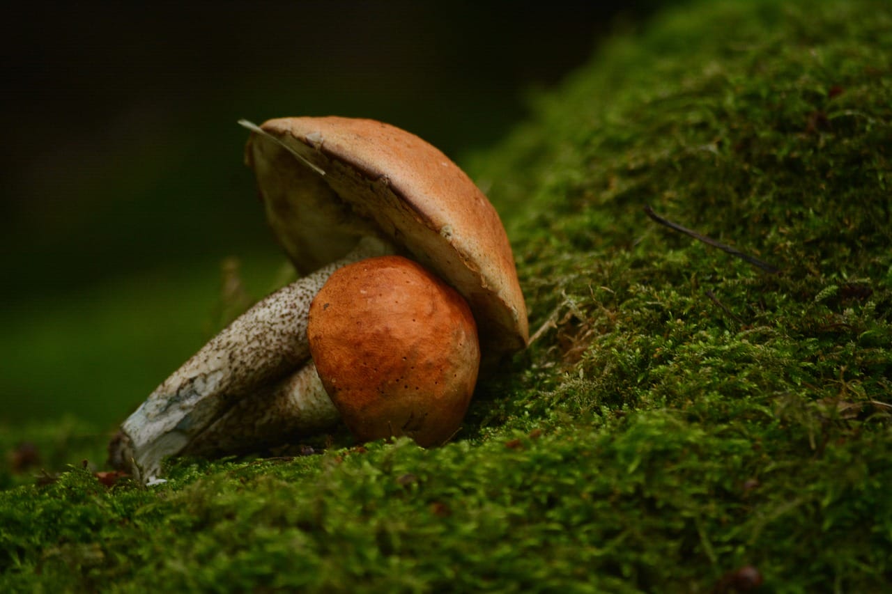 Vancouver’s Mushroom Dispensary: Five Fresh Shroom Varieties That are a Must-Try
