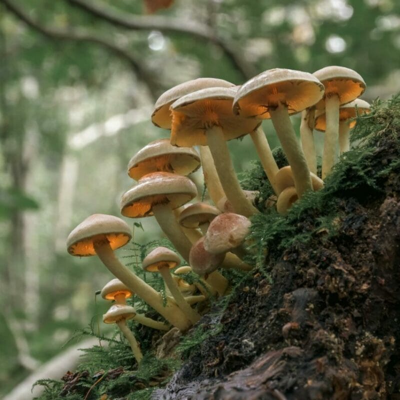 Shrooms online | Magic Mushroom Toronto Canada