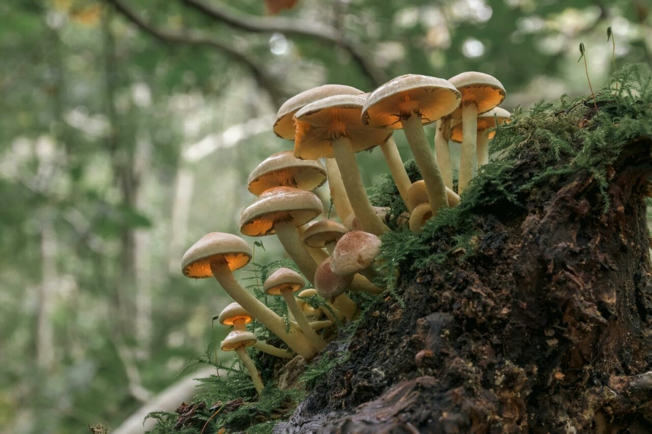 Consumption of Psilocybin in Magic Mushrooms Enhances Sexual Performance and Satisfaction