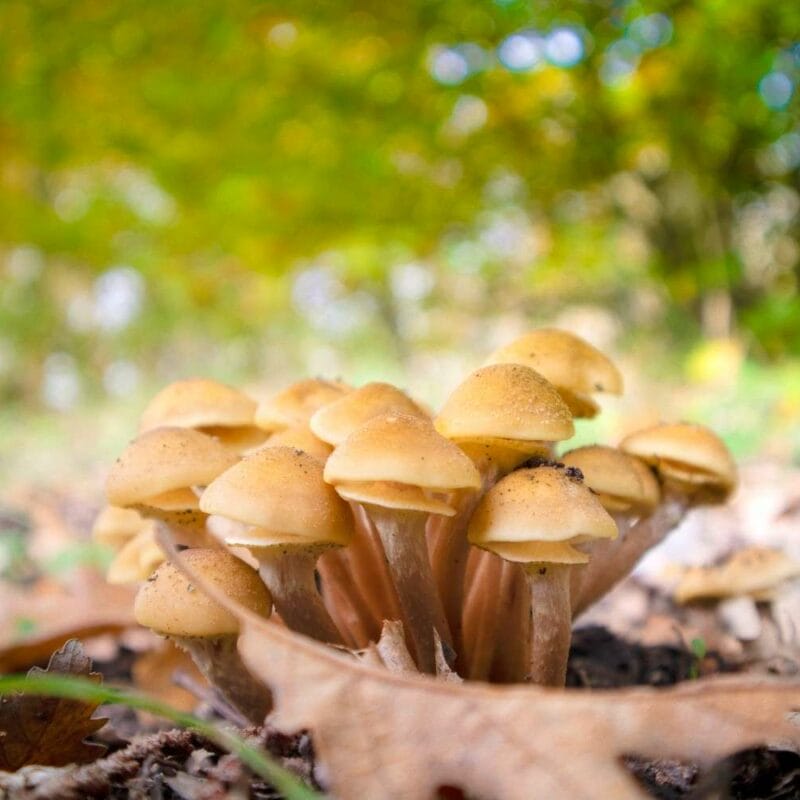 Shrooms Canada | Magic Mushroom Toronto Canada