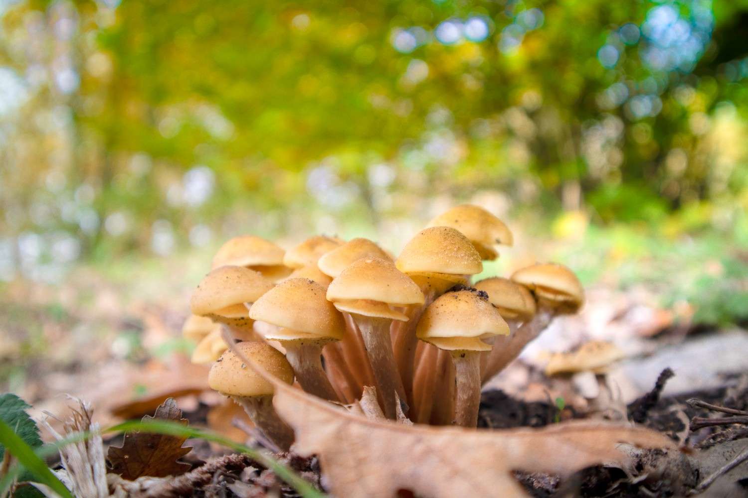 The Popularity of Psilocybin Mushrooms is Expanding Beyond Canada – Microdosing Emerging as a Worldwide Trend