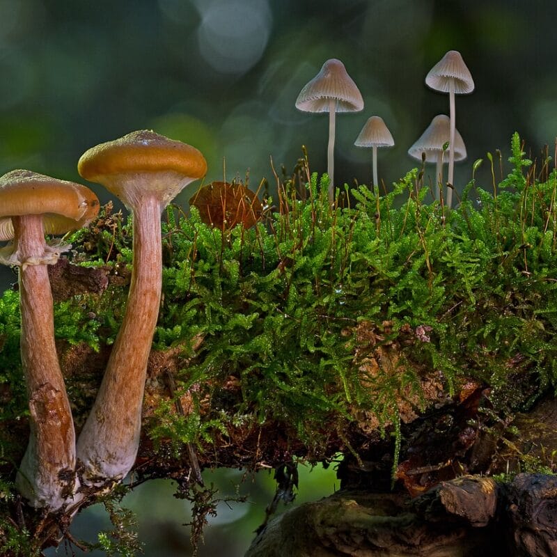 magic mushroom in Canada | Magic Mushroom Toronto Canada