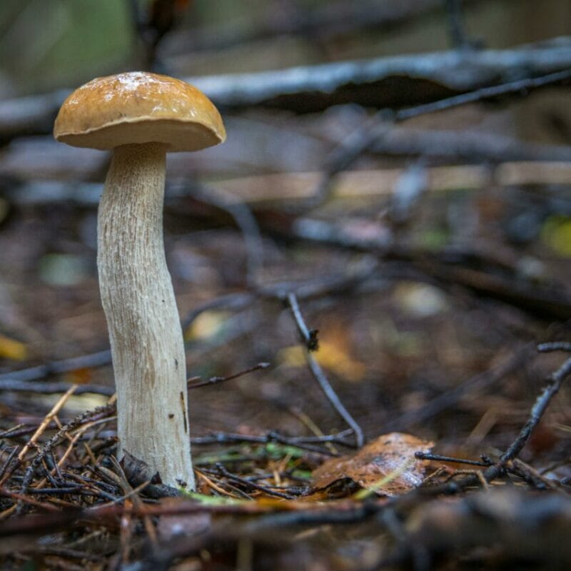 Shrooms online | Magic Mushroom Toronto Canada