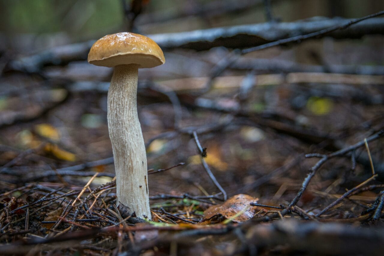 The Latest Research on Psychedelic Mushrooms Suggests Prolonged Brain Changes Could Benefit Mental Health