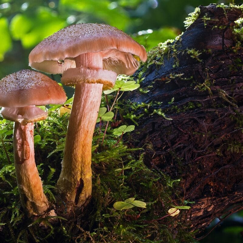 magic mushroom delivery | Magic Mushroom Toronto Canada