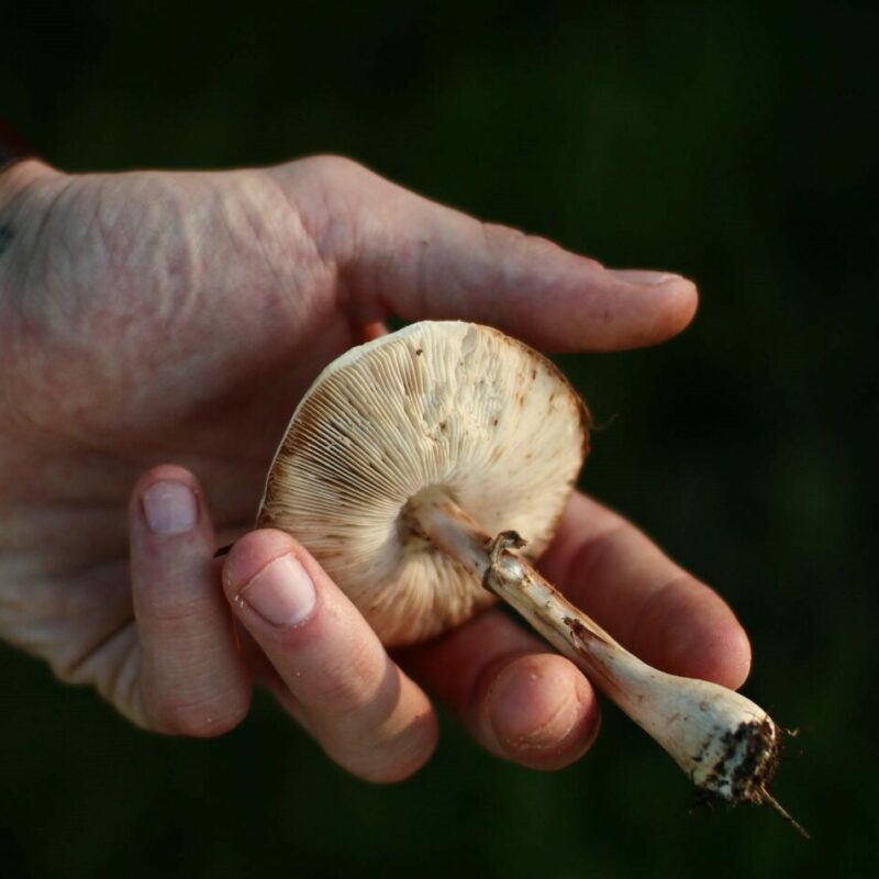 Shrooms | Magic Mushroom Toronto Canada