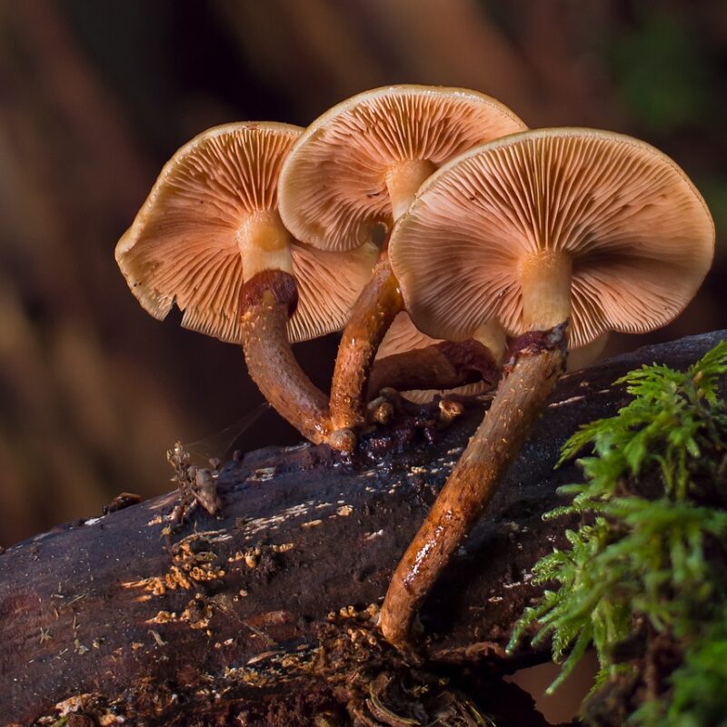 alacabenzi strain | Magic Mushroom Toronto Canada