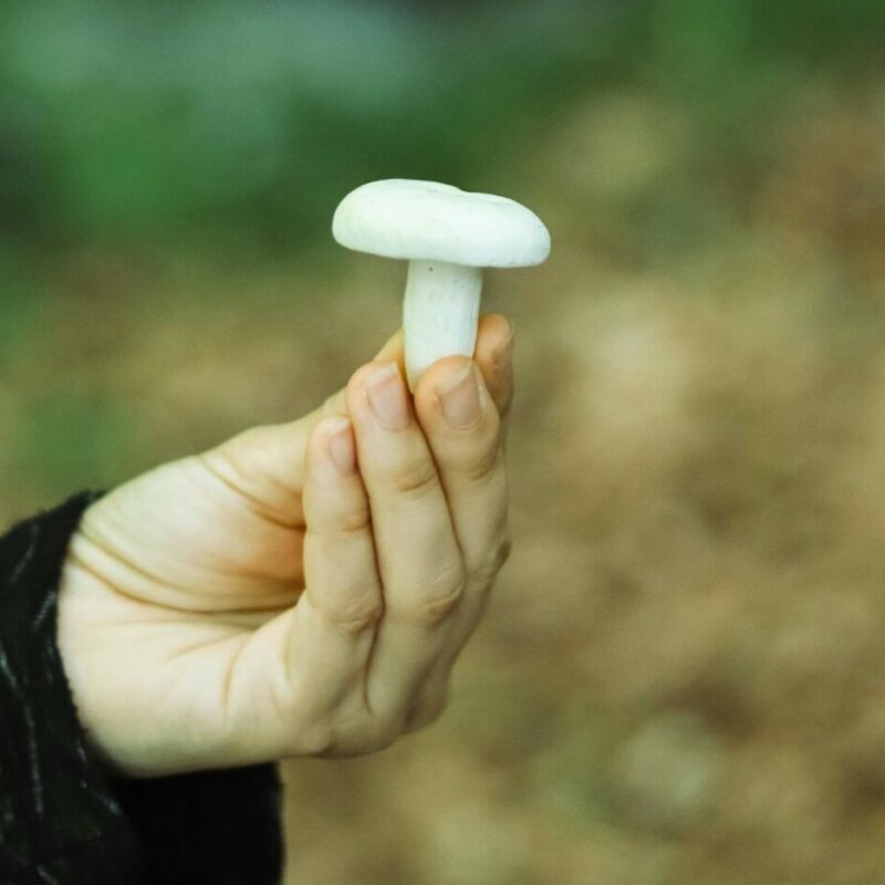 shrooms online in Canada | Magic Mushroom Toronto Canada