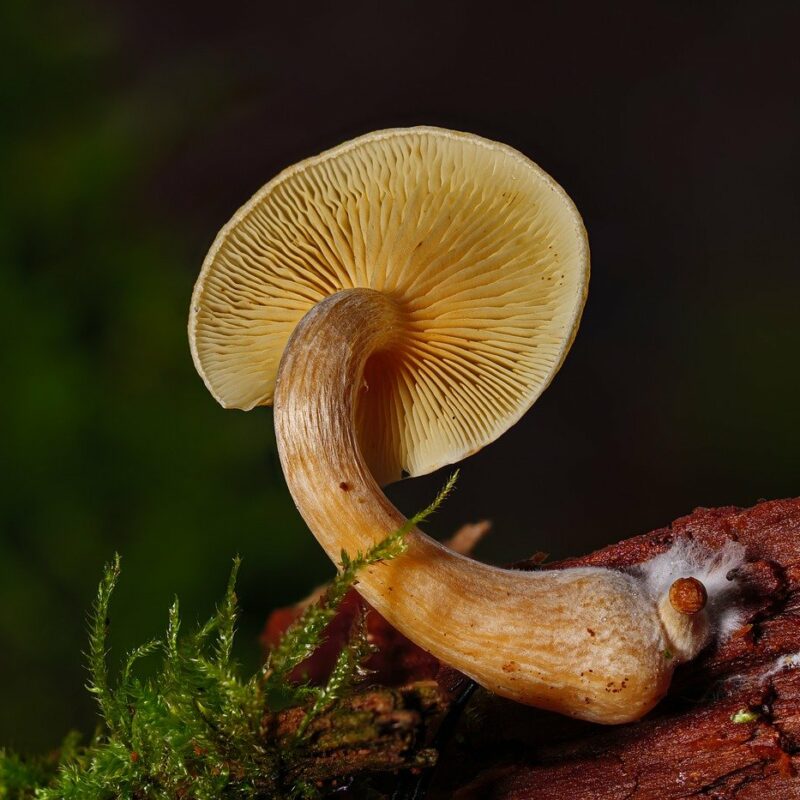 Alacabenzi Strain | Magic Mushroom Toronto Canada