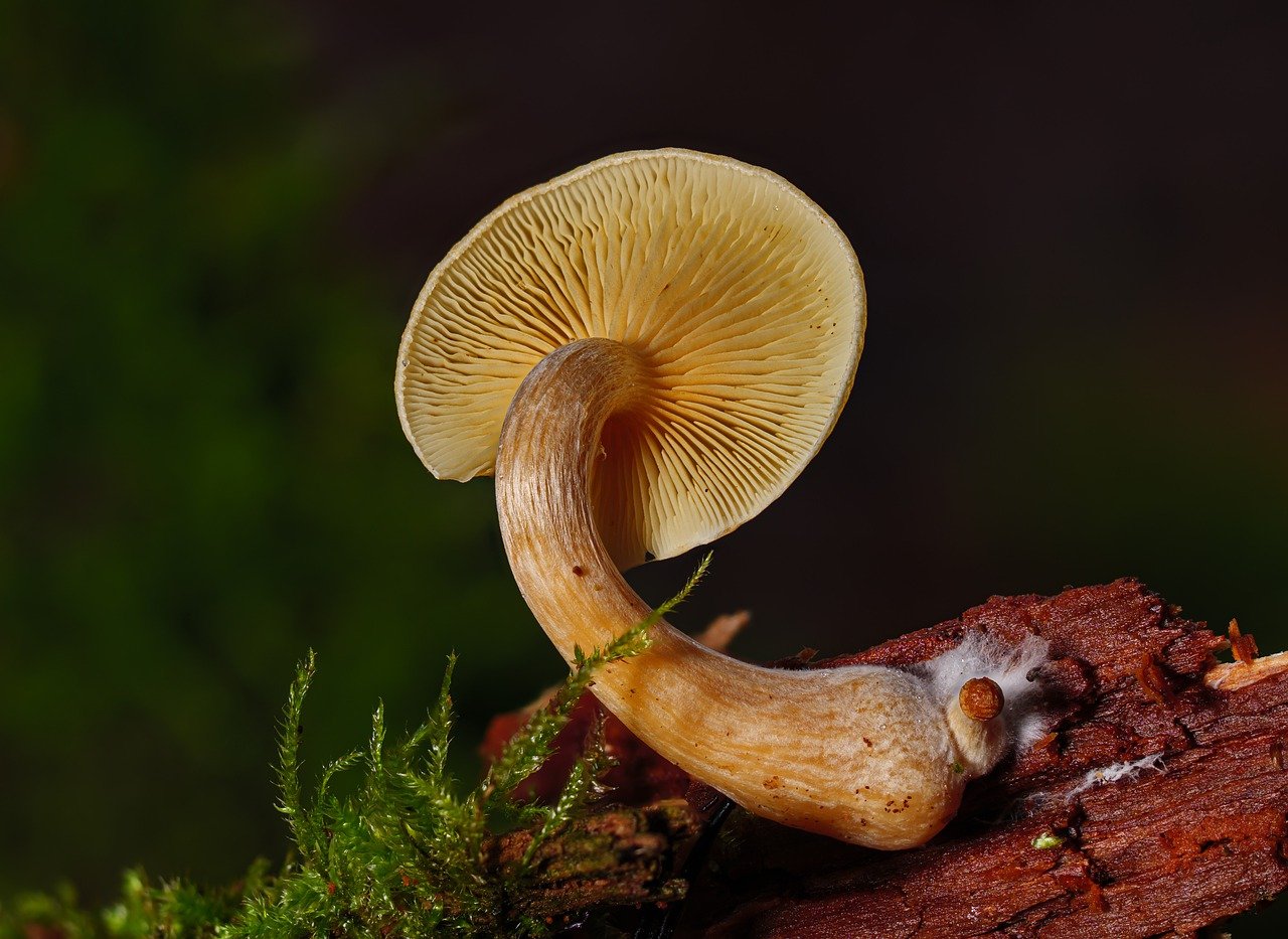 Overview of the Alacabenzi Strain – Essential Knowledge for Users Before Their Initial Dosage